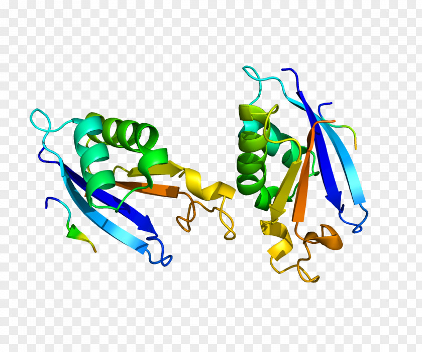 Na-K-Cl Cotransporter Protein Enzyme Gene Na+/K+-ATPase PNG