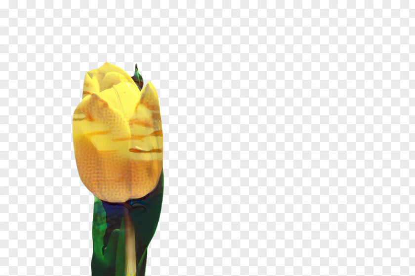 Yellow Blossom Flower PNG