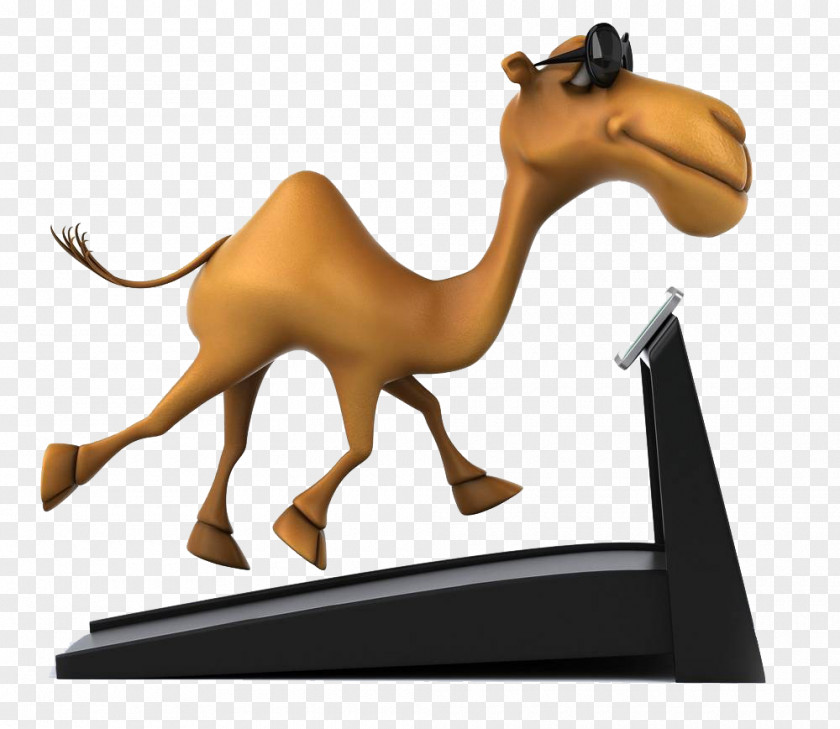 Camel Running Exercise Stock Photography Cartoon PNG