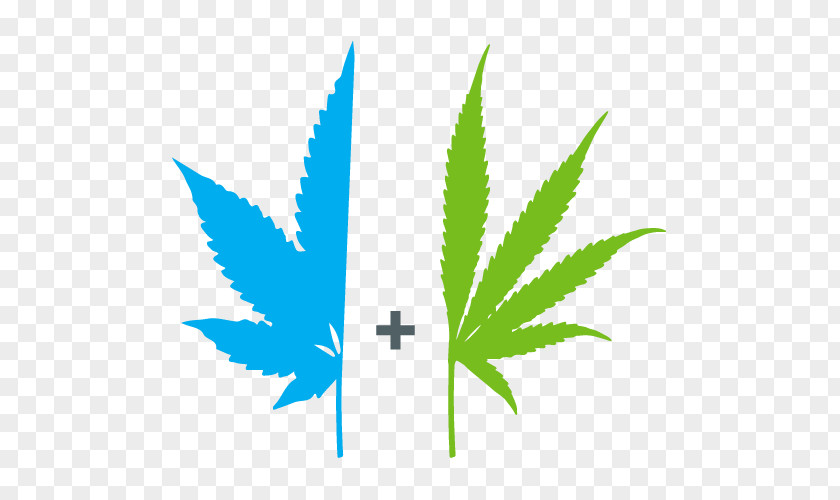 Colorado Weed Dispensaries Marijuana Cannabis Sativa Ruderalis Medical PNG
