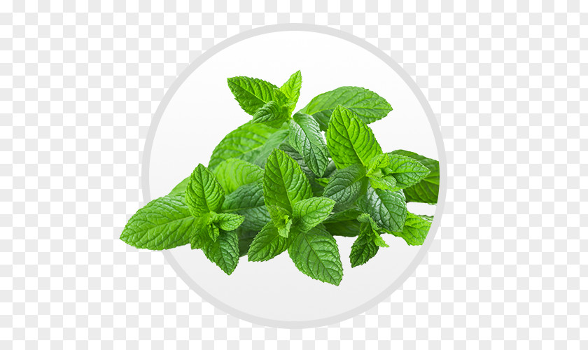 Mint Leaf Tea Peppermint Organic Food Mentha Spicata Herb PNG
