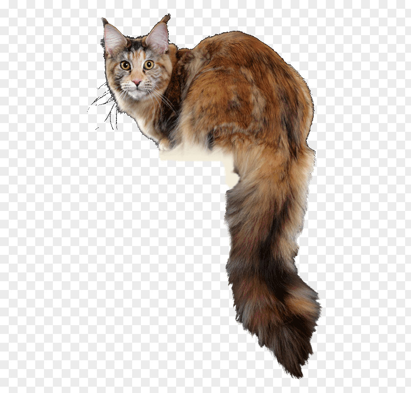 Raccoon Maine Coon Whiskers Kitten PNG