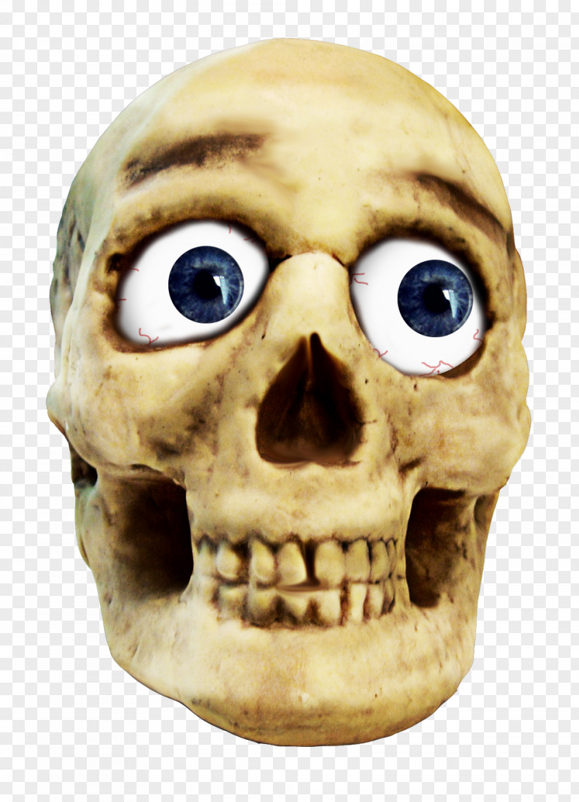 Skeleton Head Skull Clip Art PNG