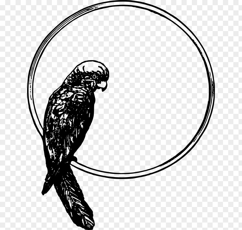 Bird Parrot Drawing Clip Art PNG