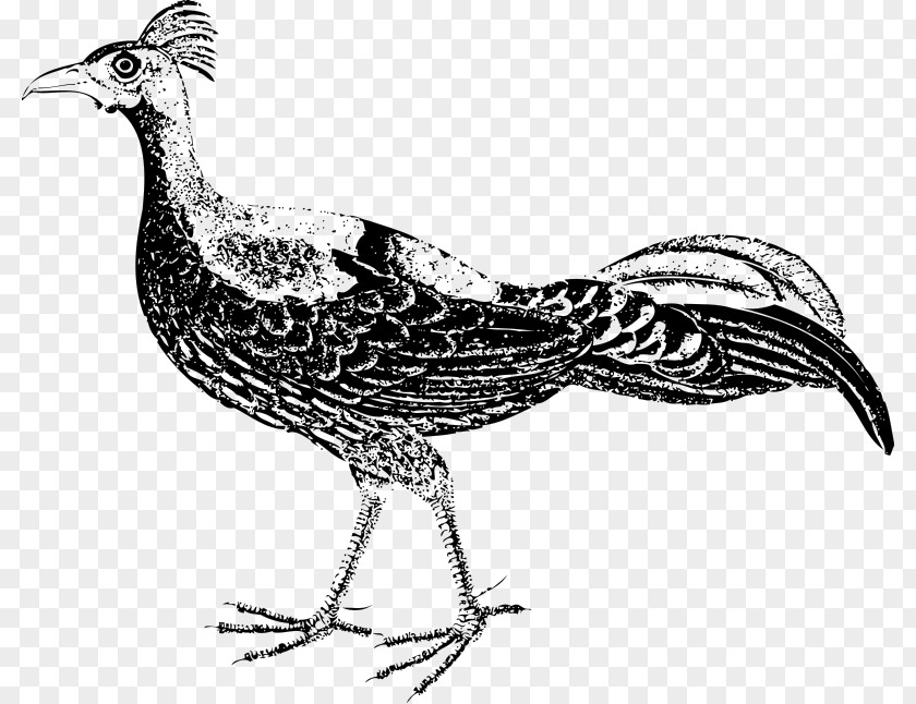 Bird Pheasant Drawing Clip Art PNG