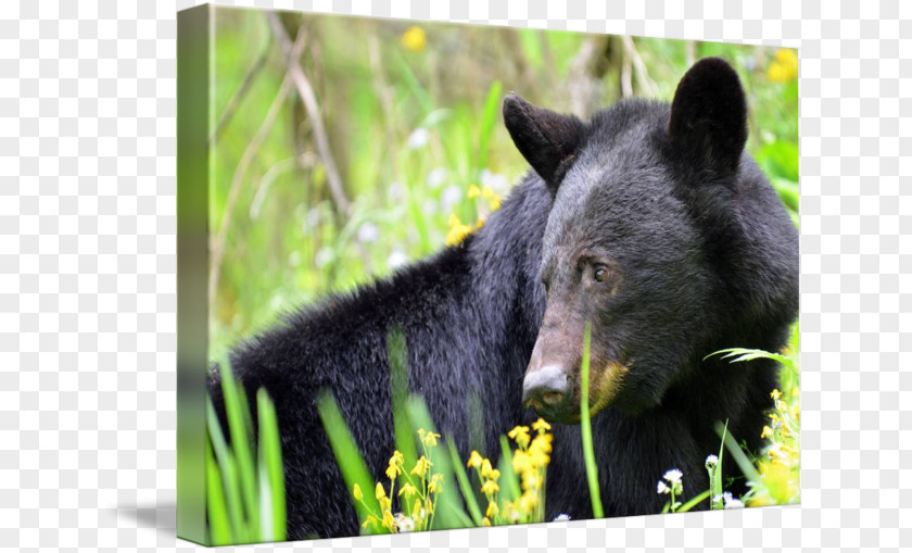 Black Bear Fauna Wildlife Terrestrial Animal Snout PNG