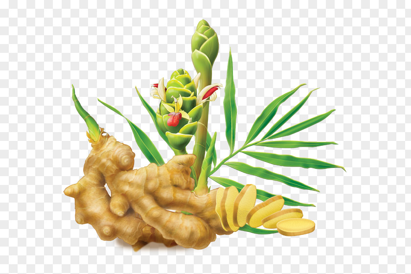 Ginger Root Cliparts Tea Plant Herb PNG