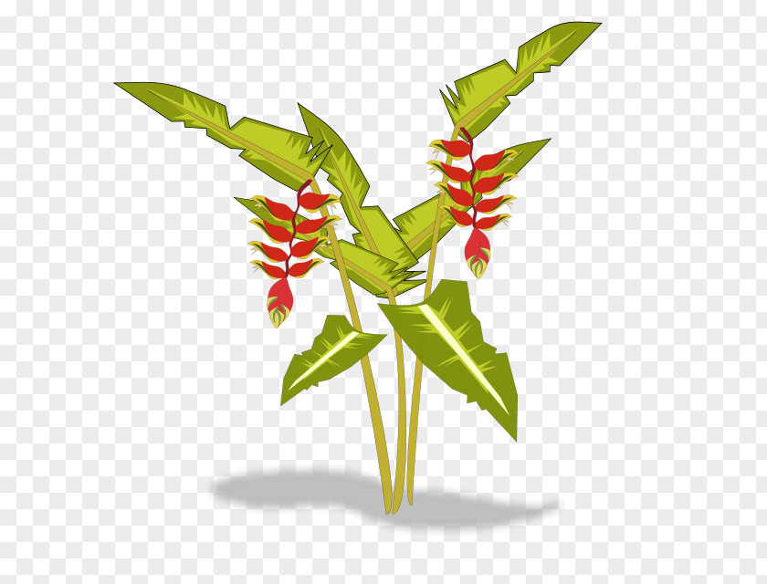 Plants Heliconia Psittacorum Clip Art PNG
