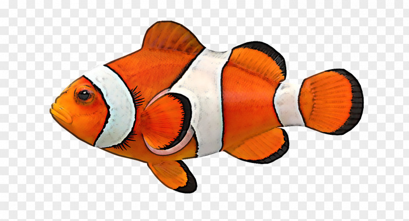 Pomacentridae Fish Anemone Clownfish PNG