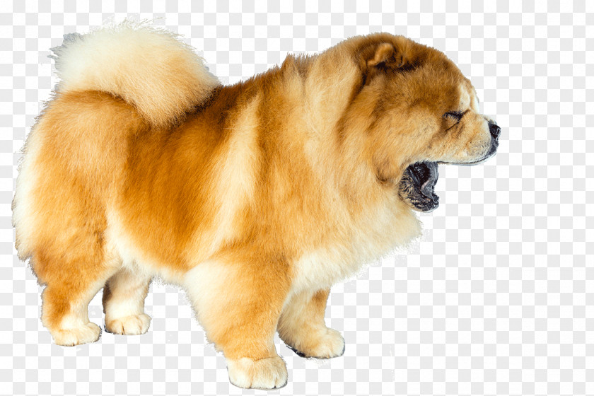 Puppy Eurasier Chow German Spitz Dog Breed PNG