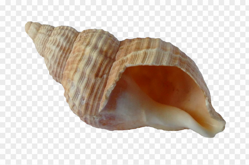 Seashell Mollusc Shell Cockle Beach PNG