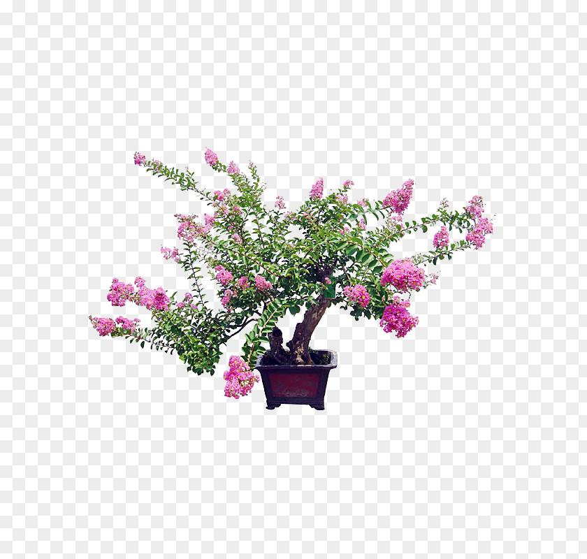 Tree Crepe-myrtle Bonsai Flowerpot Benih Macrophanerophytes PNG