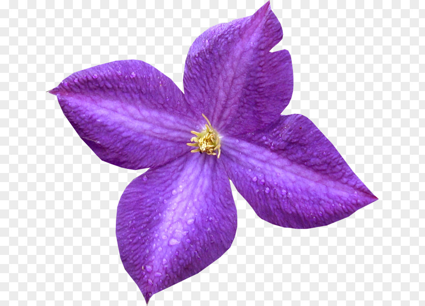 Violet Petal Purple Leather Flower PNG