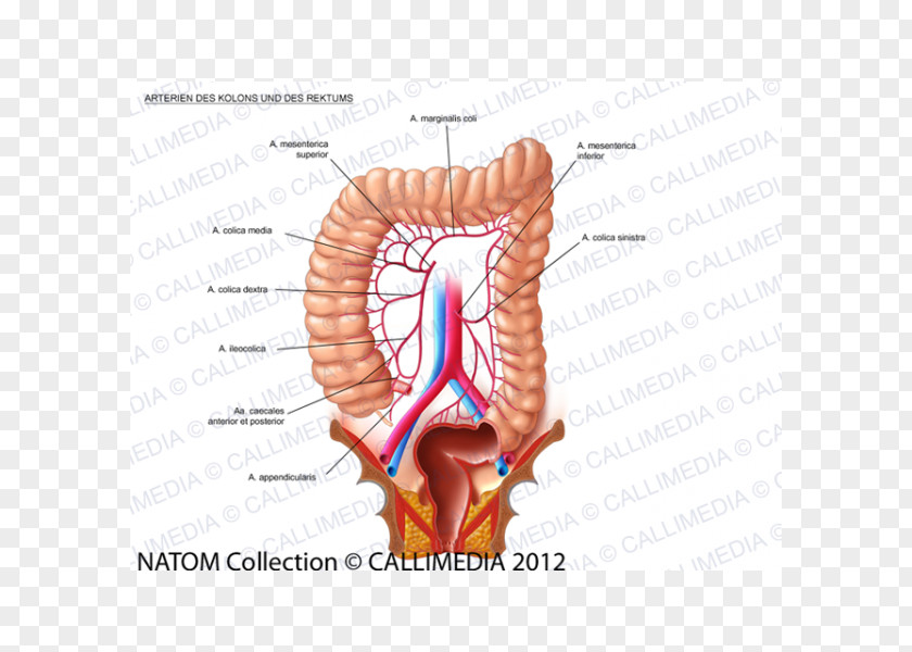 360 Degrees Lymph Node Lymphatic System Large Intestine Colorectal Cancer PNG