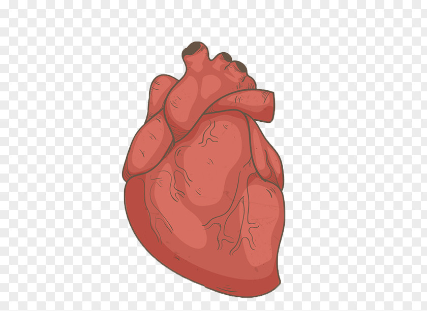 Hand Drawn Human Heart PNG