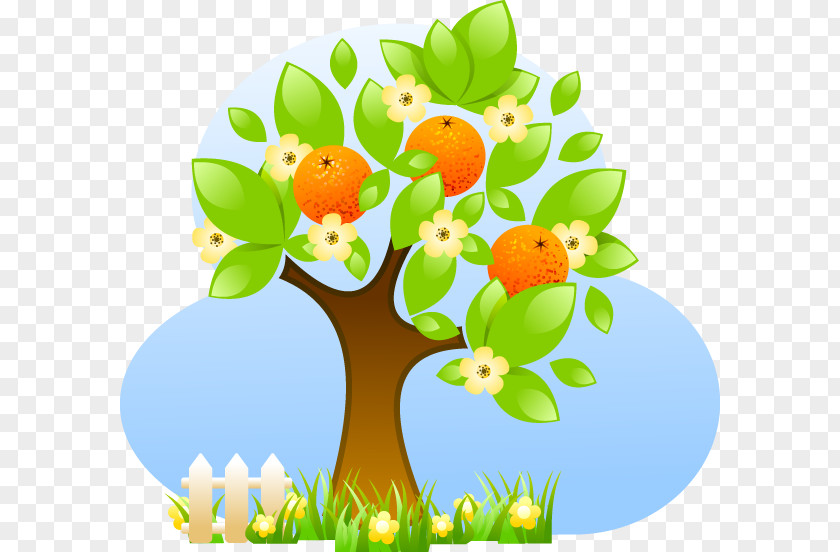 Orange Tree Fruit Citrus Material PNG