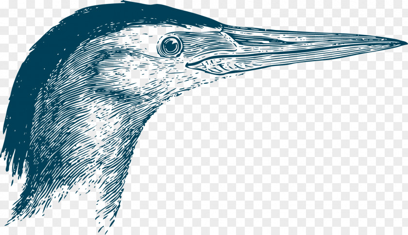 The Beak Of Wild Goose Bird Swallow PNG