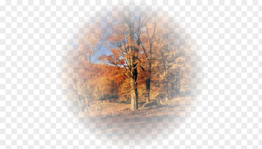 Autumn Golden Desktop Wallpaper TinyPic PNG