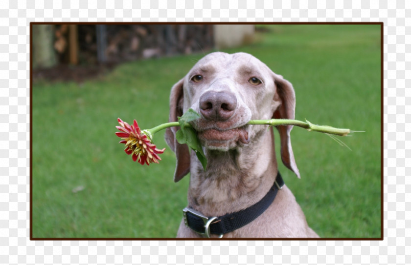 Barbed Wire Around My Heart Weimaraner Netherlands Dog Breed Country PNG