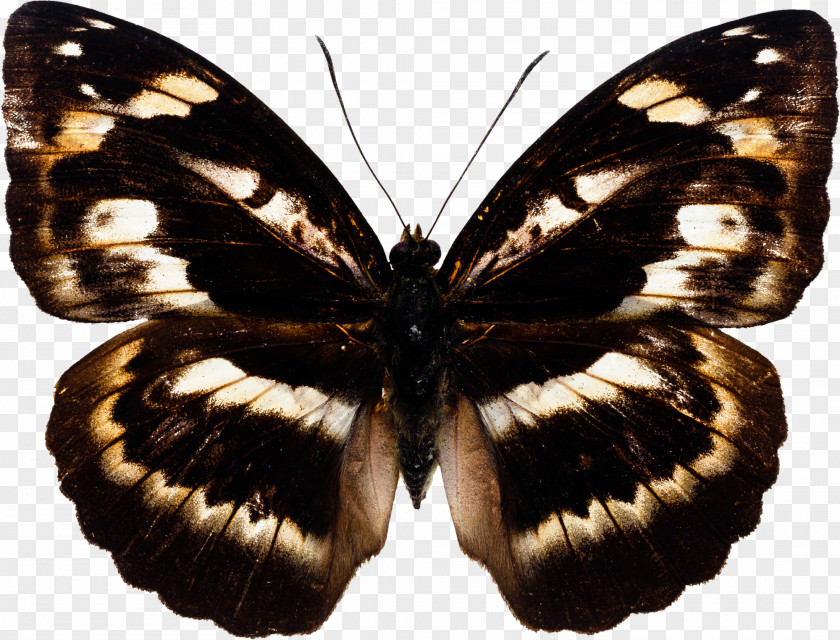 Butterfly Insect Photography PNG