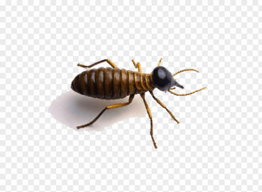 Cockroach Ant Insect Desktop Wallpaper PNG