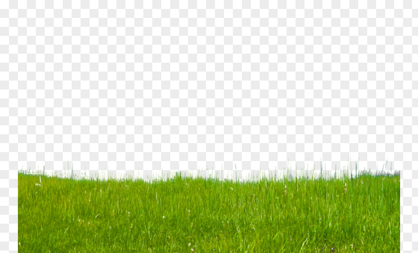 Field Lawn Green Land Lot Grassland PNG