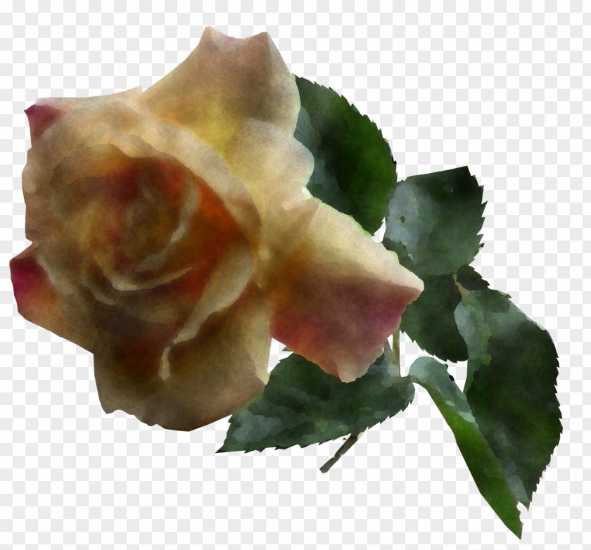 Garden Roses PNG