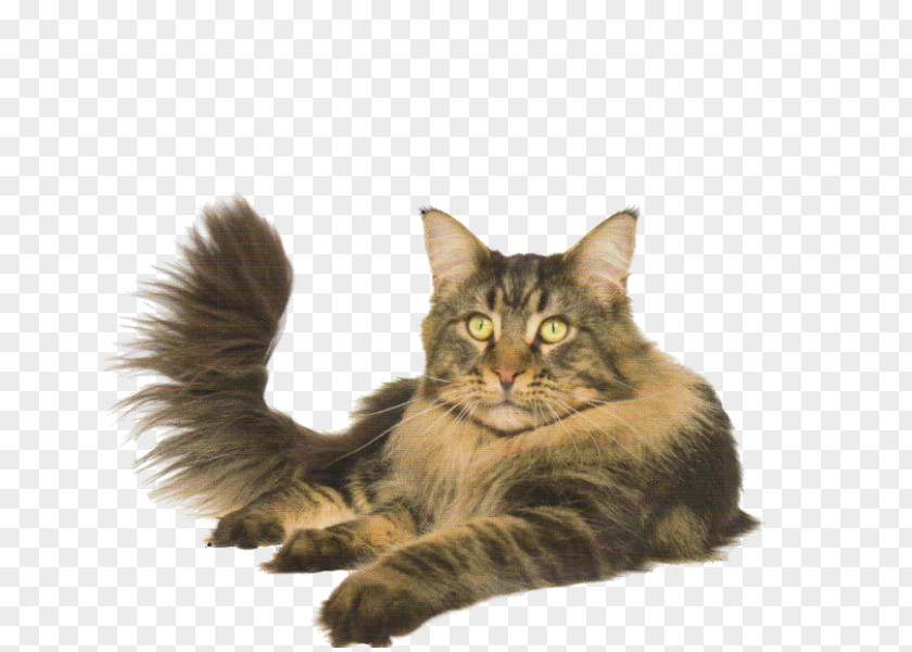 Kitten Maine Coon Norwegian Forest Cat Asian Semi-longhair Whiskers Domestic Long-haired PNG