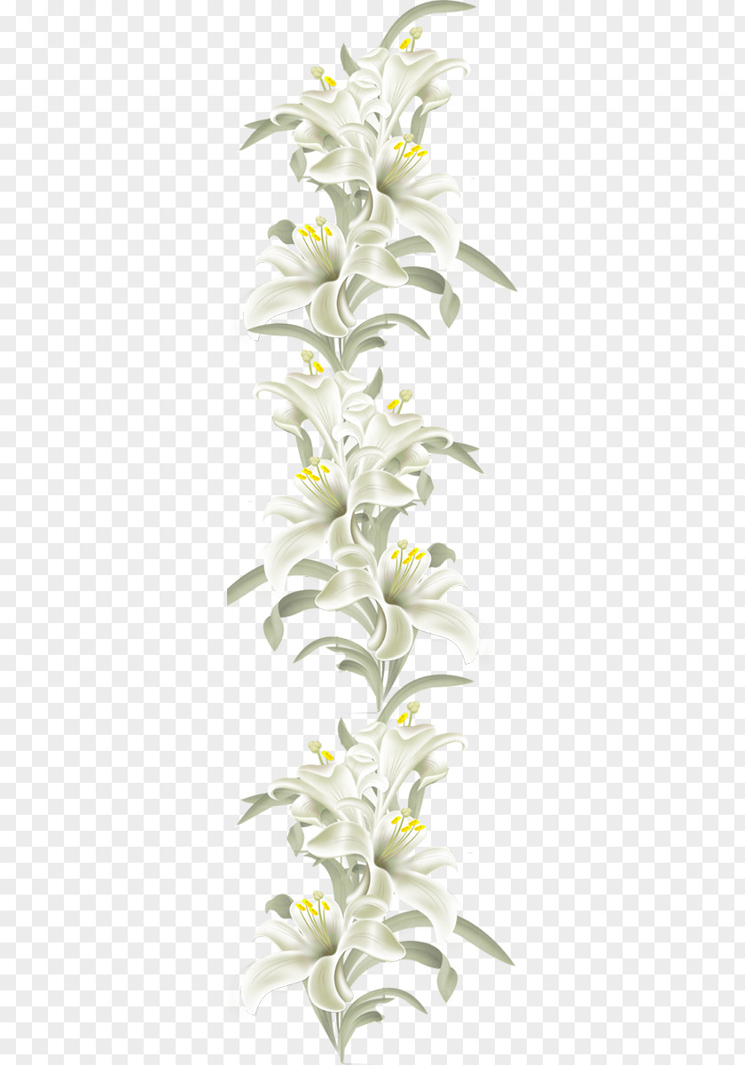 Lily Family Plant Stem White Flower PNG