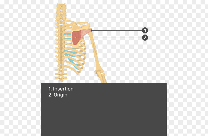 Right Arm Muscle Supraspinatus Infraspinatus Teres Major Minor PNG