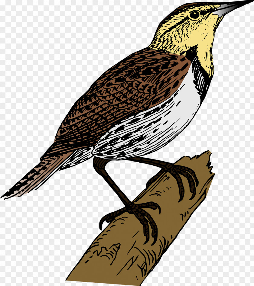 Sparrow Lark Download Clip Art PNG