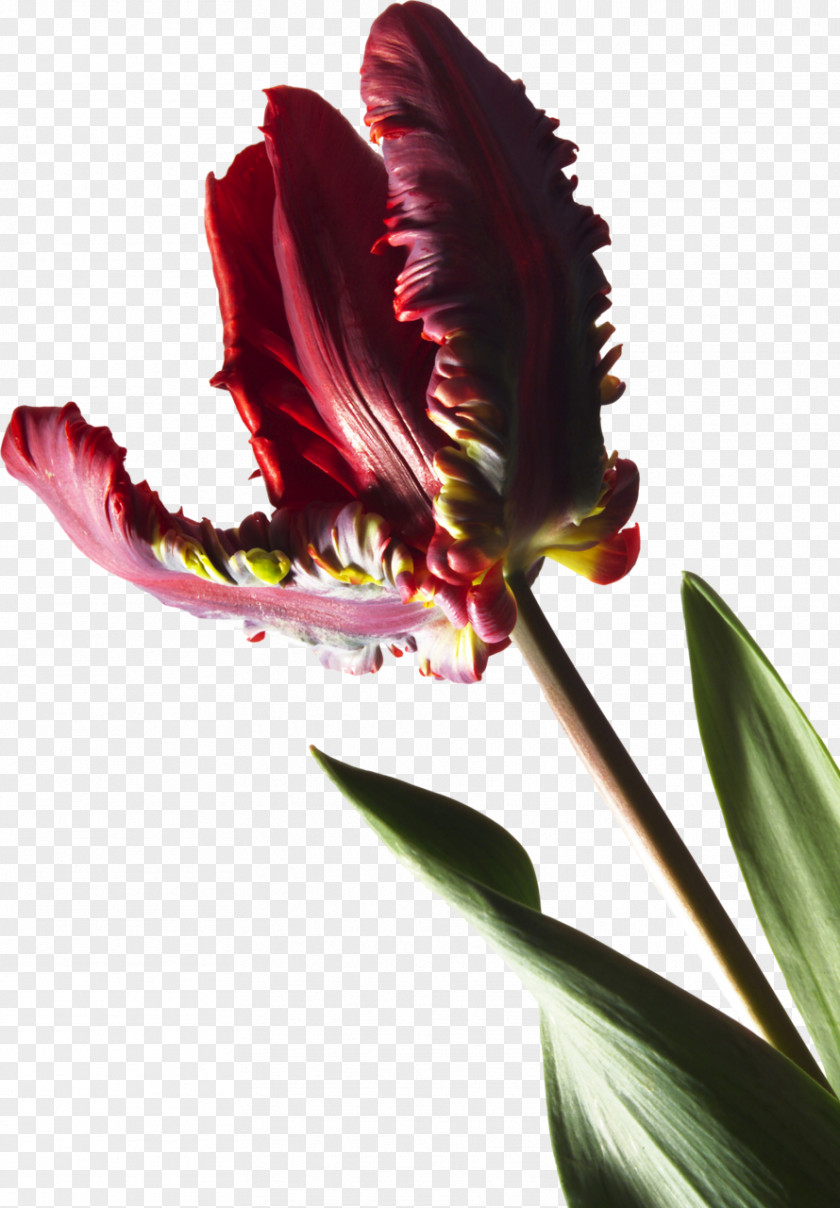 Tulip Stock Photography Parrot Tulips Plant Royalty-free PNG