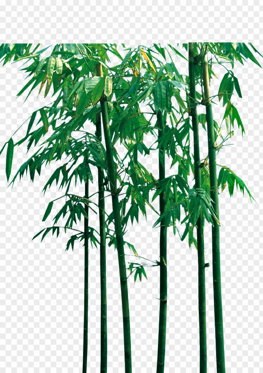 Bamboo Poster Drawing PNG
