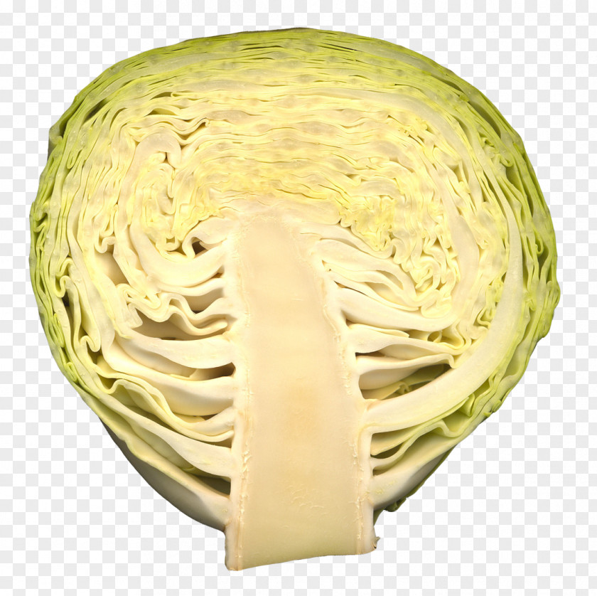 Cabbage Vegetable Futurism PNG