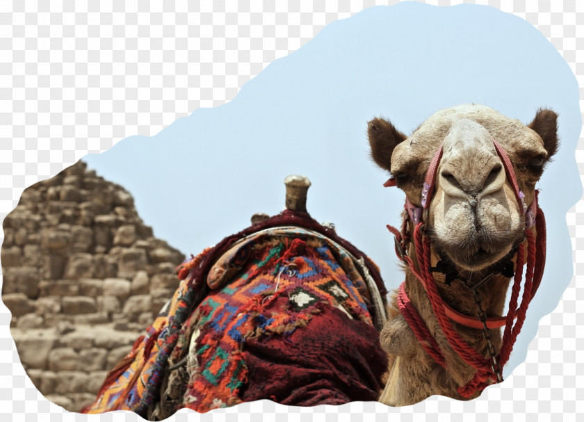 Dromedary Dubai Camel Blockchain Cryptocurrency PNG