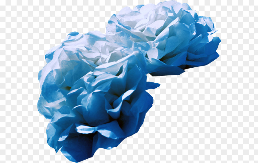 Flower Blue Rose Garden Roses Cut Flowers Cabbage PNG