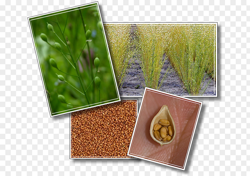 Herb Camelina Sativa Grasses Superfood Commodity PNG