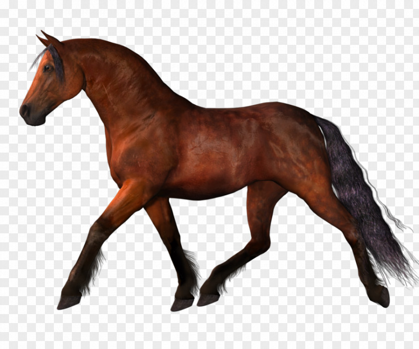 Horses Mustang Stallion Clip Art PNG