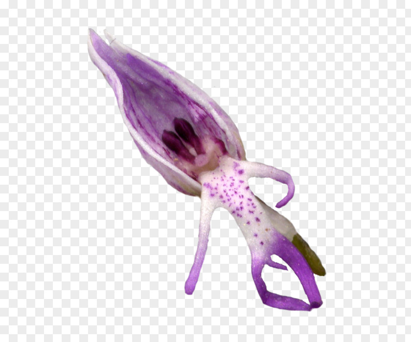 Orchid Flowering Plant PNG