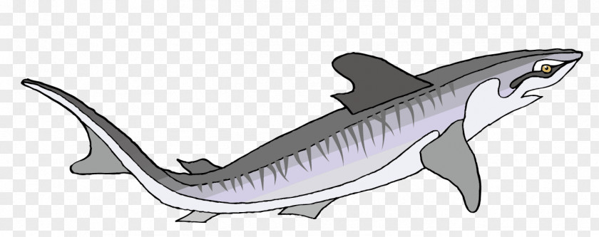 Vector Sharks Material Tiger Shark PNG