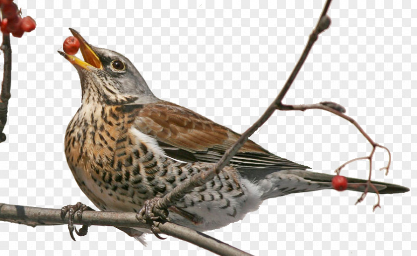 Bird Finches Feeders Sparrow Fieldfare PNG