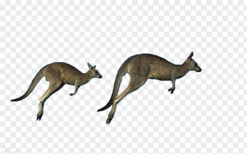 Kangaroos Running Australia Red Kangaroo Antilopine Eastern Grey Western PNG