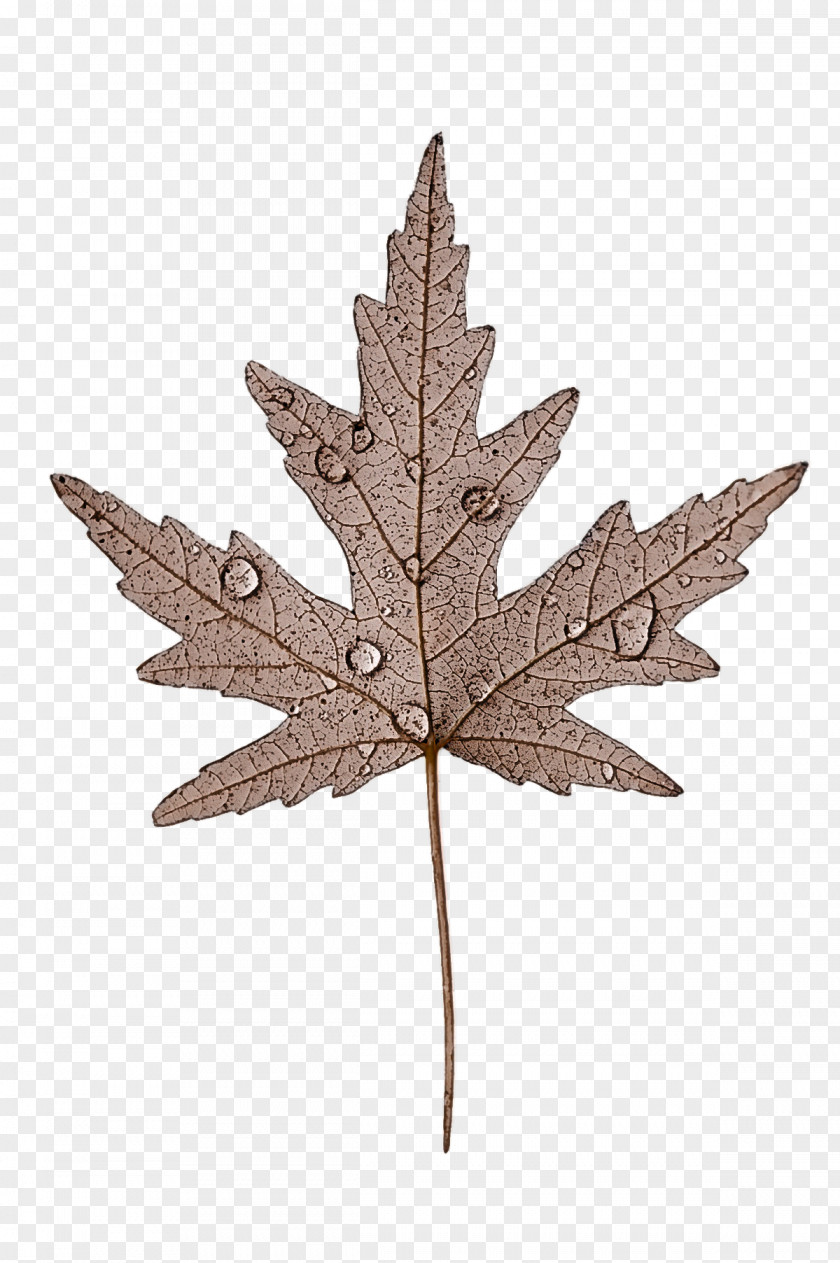 Leaf Maple / M Twig Tree M-tree PNG