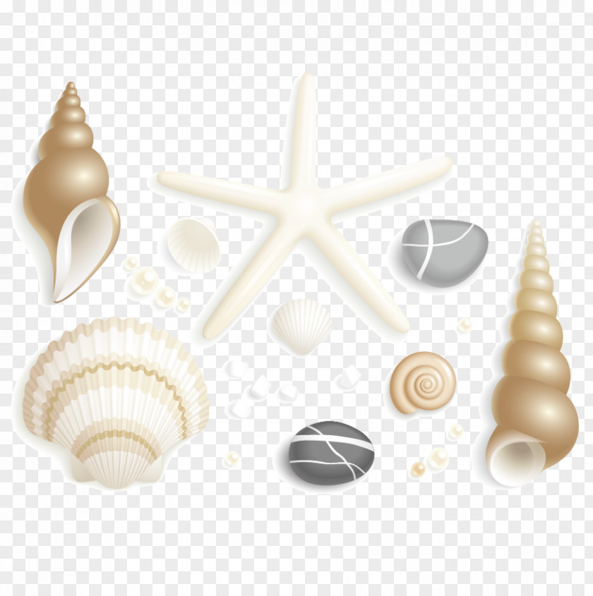 Starfish And Shells Seashell Drawing Clip Art PNG