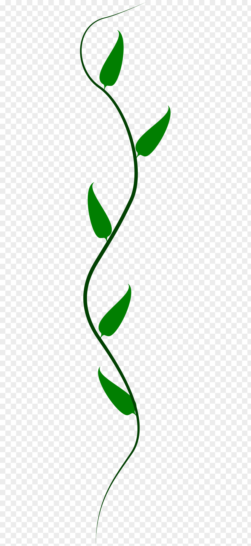 Vine Drawing Clip Art PNG