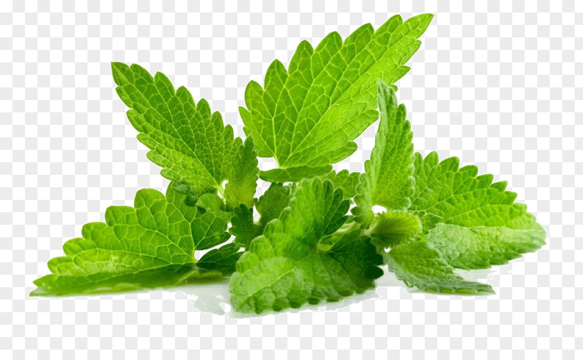 Community Garden Peppermint Candy Cane Mentha Spicata Herb PNG