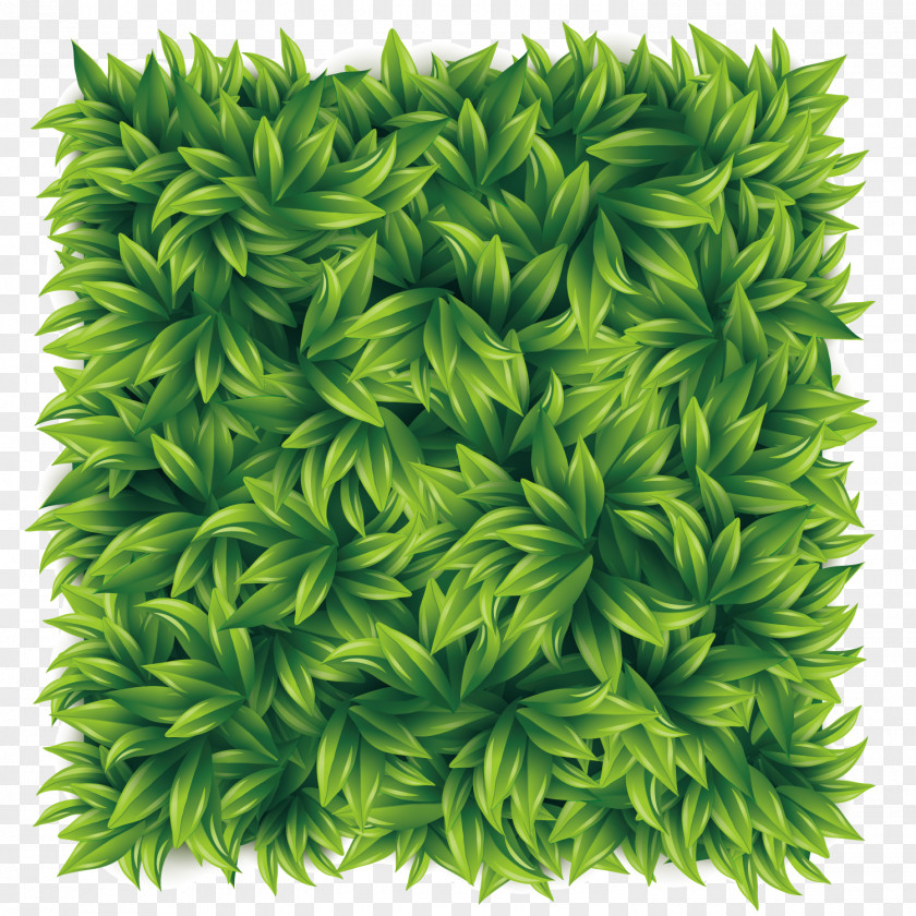 Green Tea Stock Illustration PNG