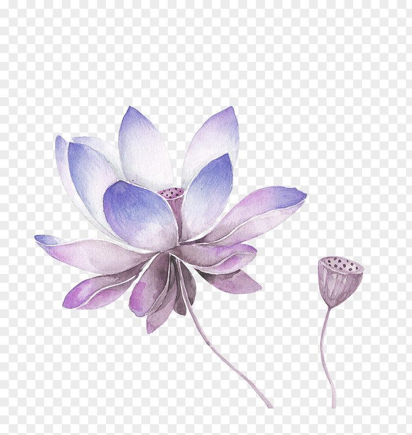 Lavender Fresh Lotus Decoration Pattern Drawing Painting Art Black And White Sketch PNG