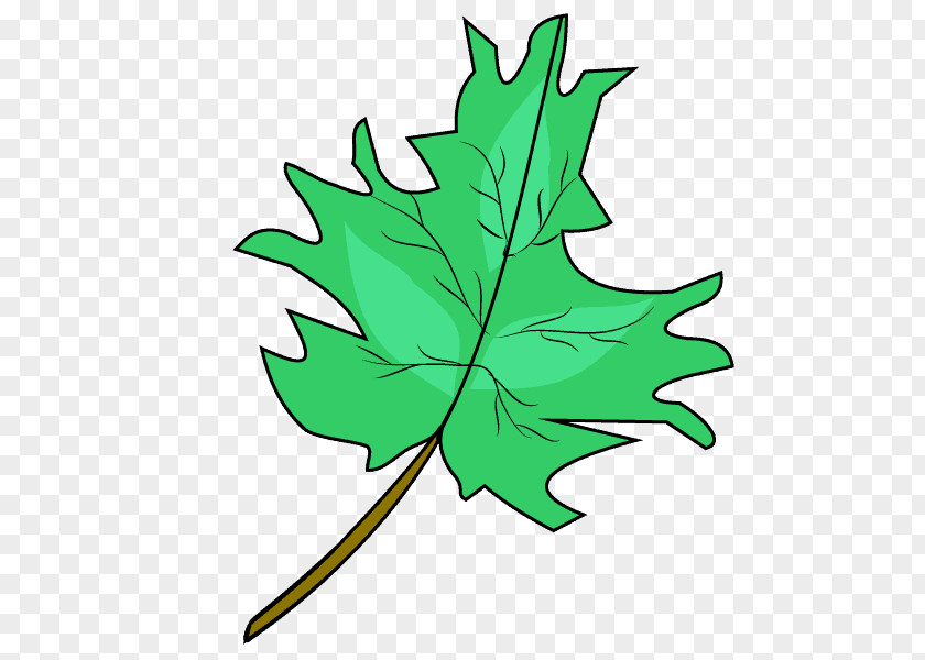 Leaf Maple Drawing Clip Art PNG