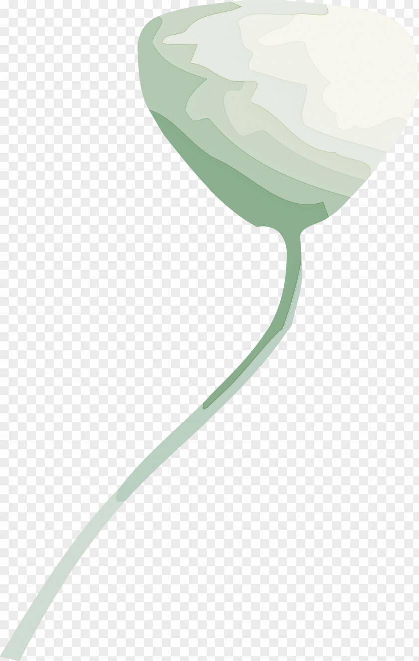 Leaf Tulip Plant Flower Lily Family PNG